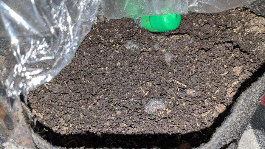 washingmachine/enemyofthestate/permanent. Week 2