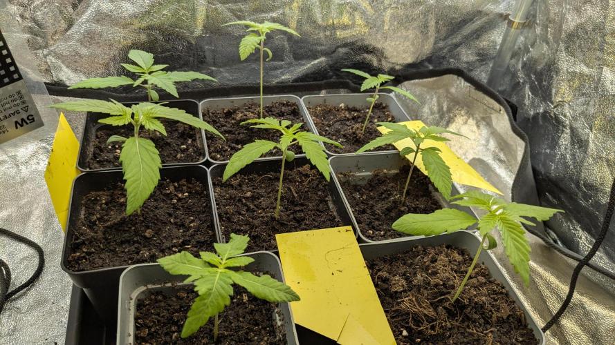 washingmachine/enemyofthestate/permanent. Week 2