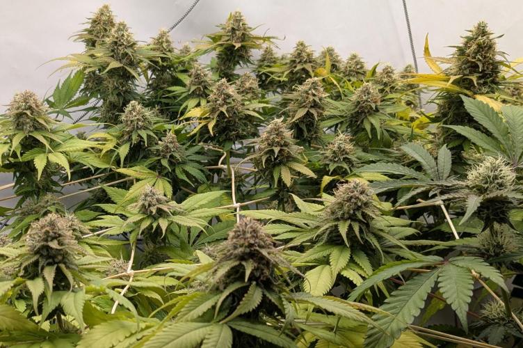 Ayahuasca purple/purple urkle/spacecooki. Week 13