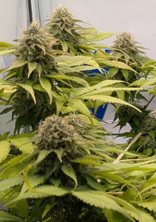 Ayahuasca purple/purple urkle/spacecooki. Week 13