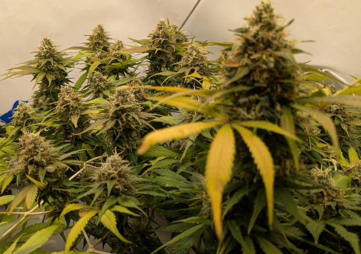 Ayahuasca purple/purple urkle/spacecooki. Week 13