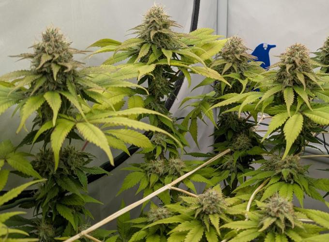 Ayahuasca purple/purple urkle/spacecooki. Week 13