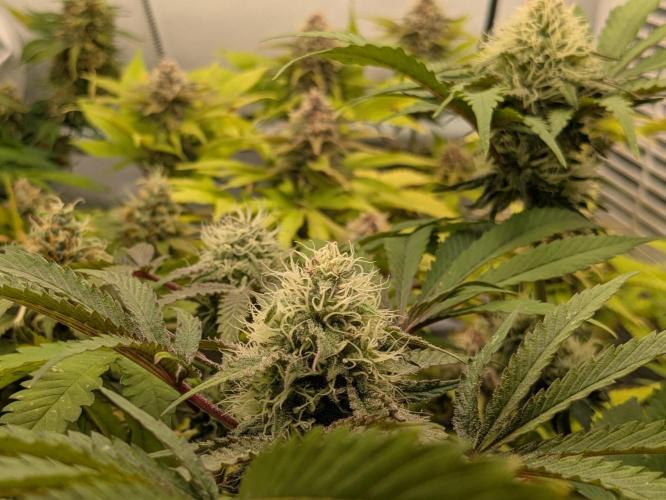 Ayahuasca purple/purple urkle/spacecooki. Week 13