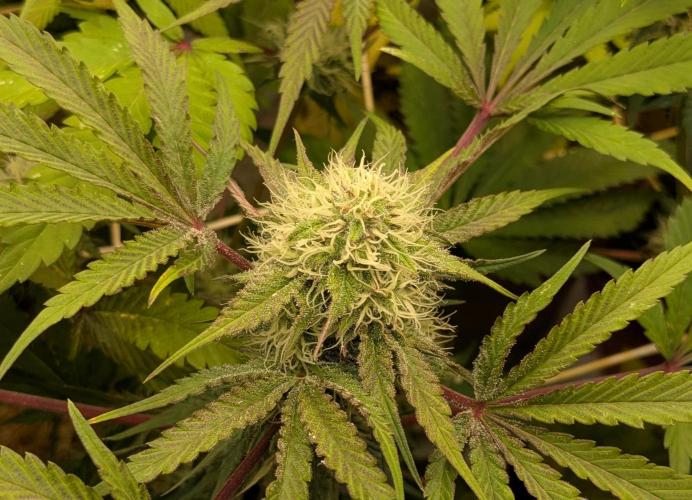 Ayahuasca purple/purple urkle/spacecooki. Week 13