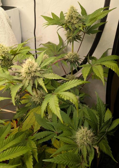 Ayahuasca purple/purple urkle/spacecooki. Week 13