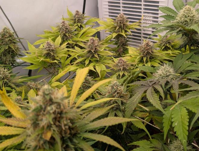 Ayahuasca purple/purple urkle/spacecooki. Week 13