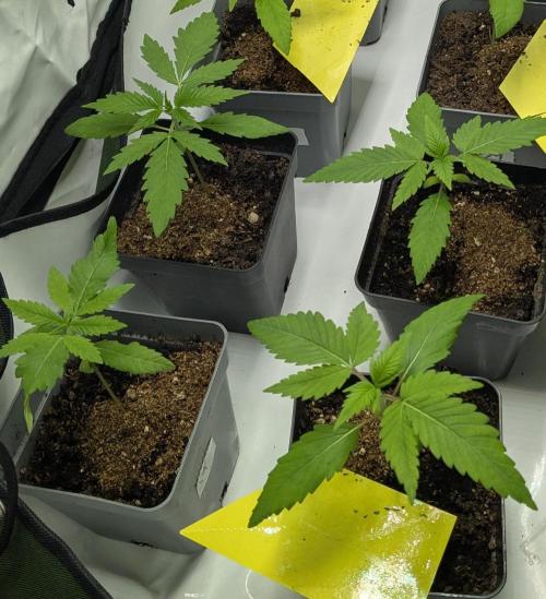 washingmachine/enemyofthestate/permanent. Week 3