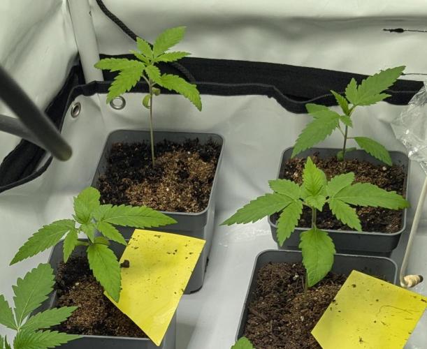 washingmachine/enemyofthestate/permanent. Week 3