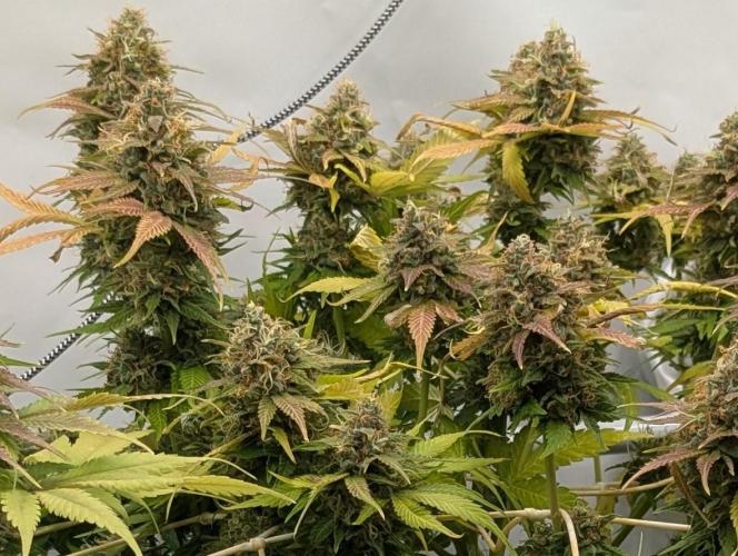 Ayahuasca purple/purple urkle/spacecooki. Week 14