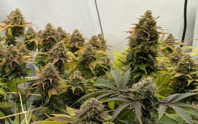 Ayahuasca purple/purple urkle/spacecooki. Week 14