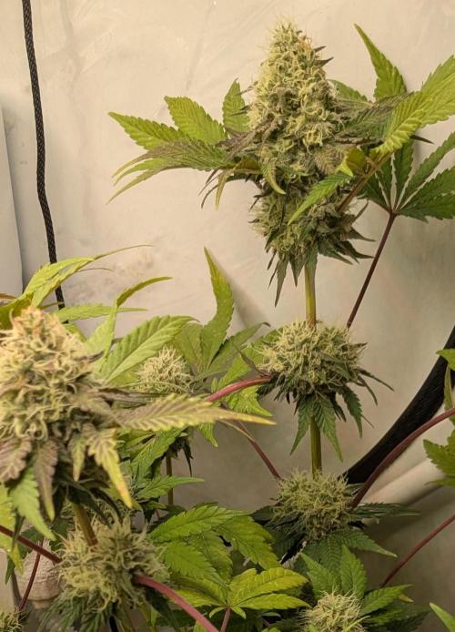 Ayahuasca purple/purple urkle/spacecooki. Week 14