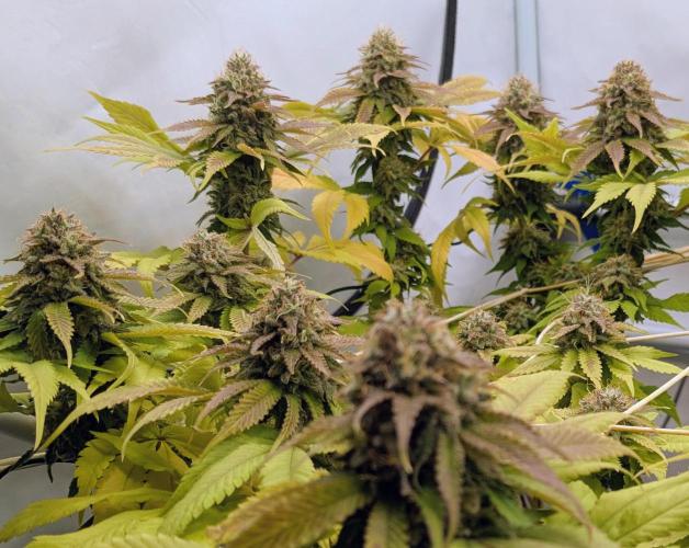 Ayahuasca purple/purple urkle/spacecooki. Week 14