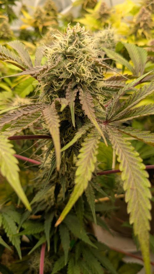 Ayahuasca purple/purple urkle/spacecooki. Week 14