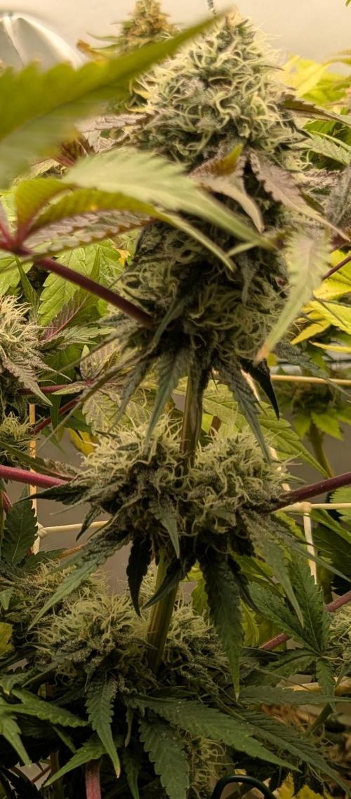 Ayahuasca purple/purple urkle/spacecooki. Week 14