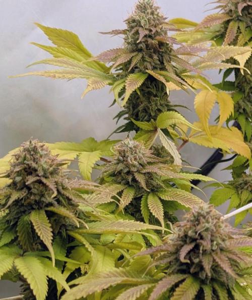 Ayahuasca purple/purple urkle/spacecooki. Week 14