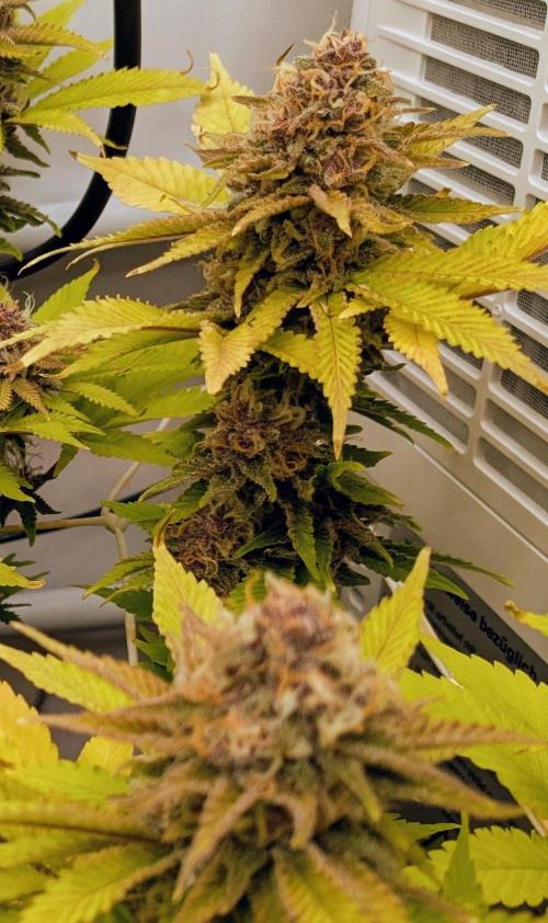 Ayahuasca purple/purple urkle/spacecooki. Week 14