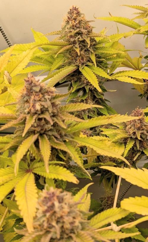 Ayahuasca purple/purple urkle/spacecooki. Week 14