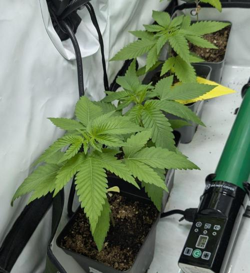 washingmachine/enemyofthestate/permanent. Week 4