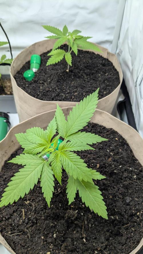 washingmachine/enemyofthestate/permanent. Week 4