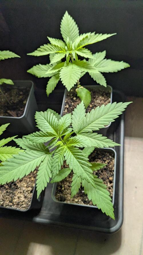 washingmachine/enemyofthestate/permanent. Week 4