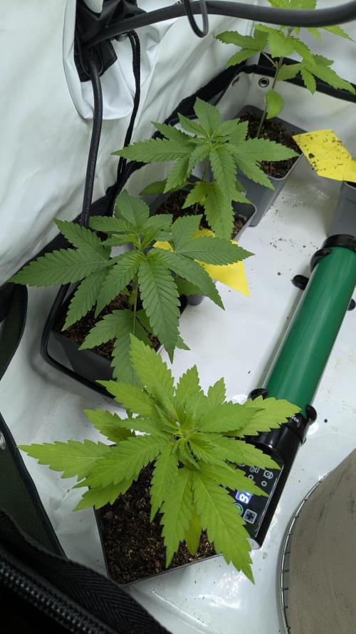 washingmachine/enemyofthestate/permanent. Week 4