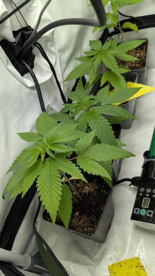 washingmachine/enemyofthestate/permanent. Week 4