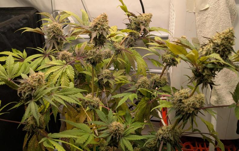 Ayahuasca purple/purple urkle/spacecooki. Week 15