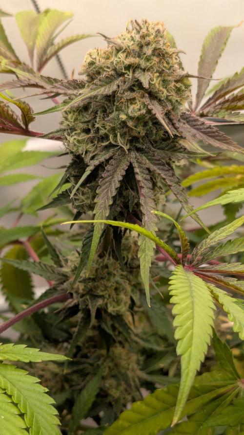 Ayahuasca purple/purple urkle/spacecooki. Week 15