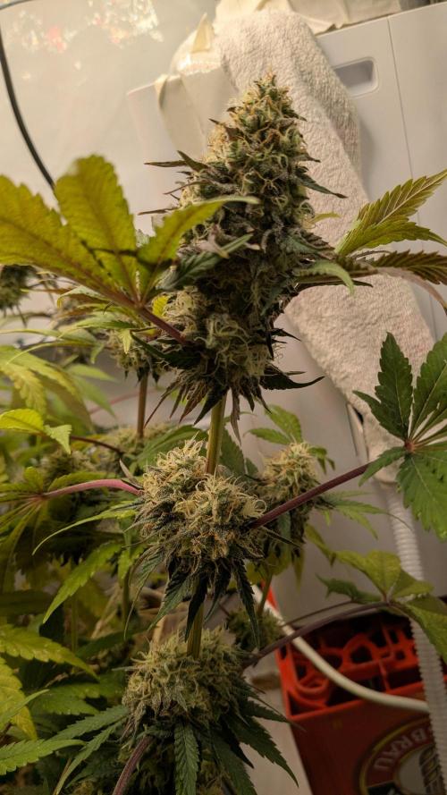 Ayahuasca purple/purple urkle/spacecooki. Week 15