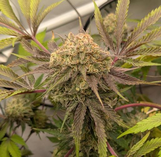 Ayahuasca purple/purple urkle/spacecooki. Week 15