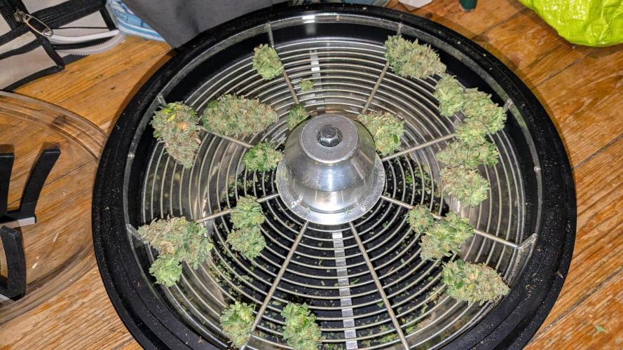 Ayahuasca purple/purple urkle/spacecooki. Week 15