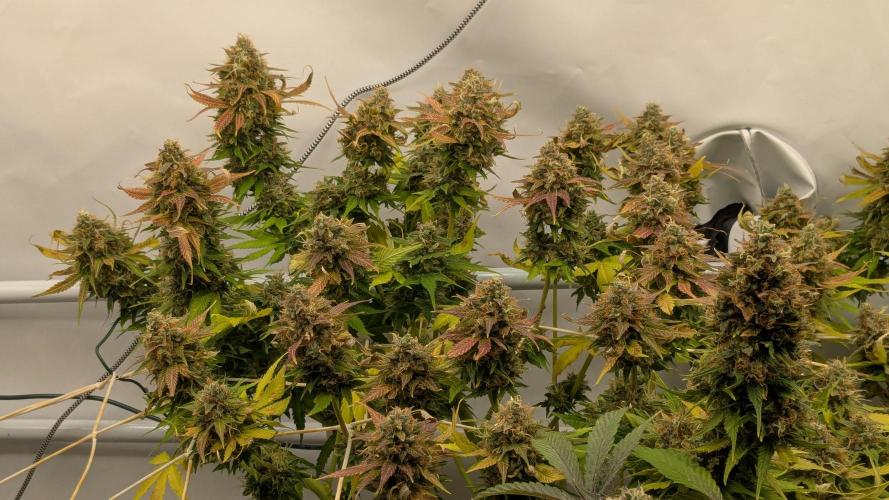 Ayahuasca purple/purple urkle/spacecooki. Week 15