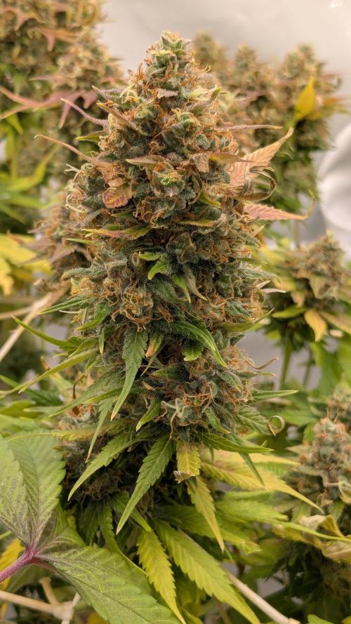 Ayahuasca purple/purple urkle/spacecooki. Week 15