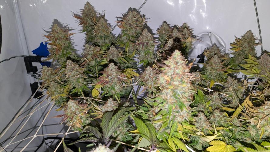 Ayahuasca purple/purple urkle/spacecooki. Week 15