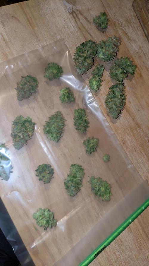 Ayahuasca purple/purple urkle/spacecooki. Week 15