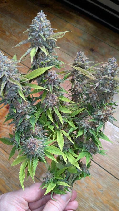 Ayahuasca purple/purple urkle/spacecooki. Week 16