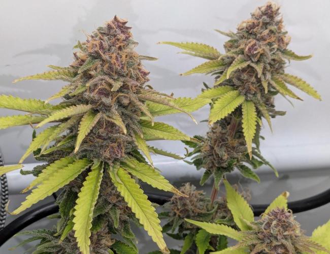 Ayahuasca purple/purple urkle/spacecooki. Week 16