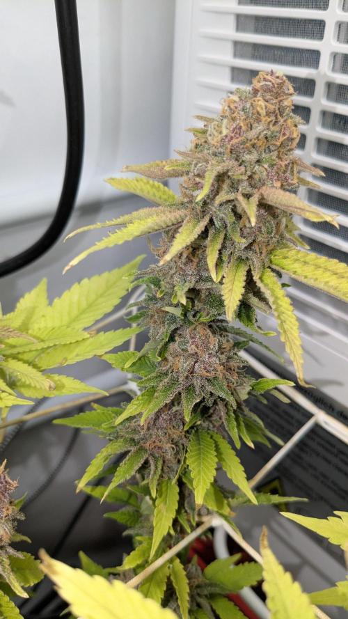 Ayahuasca purple/purple urkle/spacecooki. Week 16