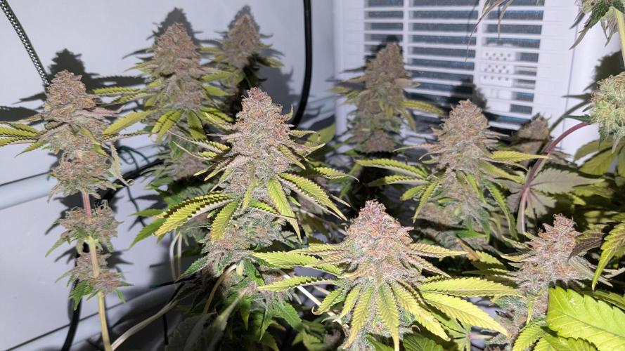 Ayahuasca purple/purple urkle/spacecooki. Week 16