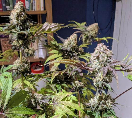 Ayahuasca purple/purple urkle/spacecooki. Week 16