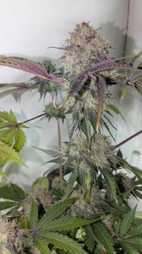 Ayahuasca purple/purple urkle/spacecooki. Week 16