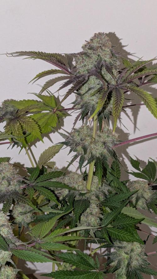 Ayahuasca purple/purple urkle/spacecooki. Week 16