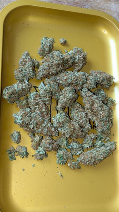 Ayahuasca purple/purple urkle/spacecooki. Week 15