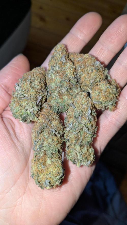 Ayahuasca purple/purple urkle/spacecooki. Week 15