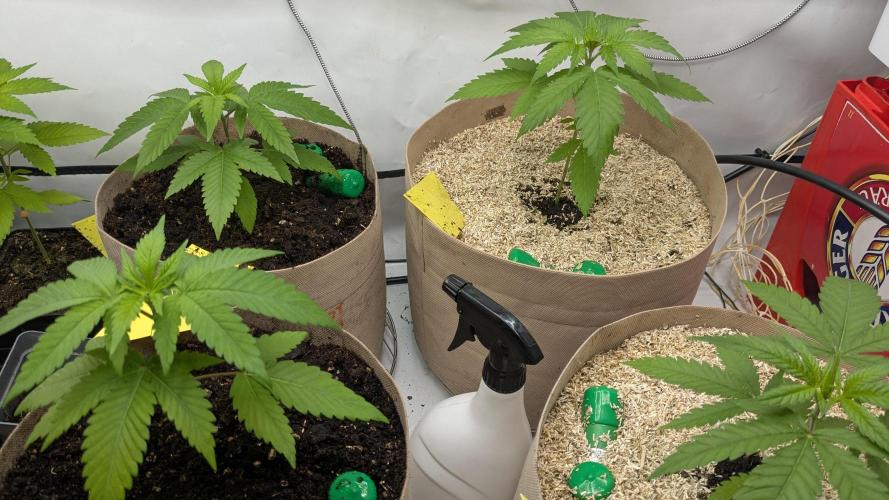 washingmachine/enemyofthestate/permanent. Week 5