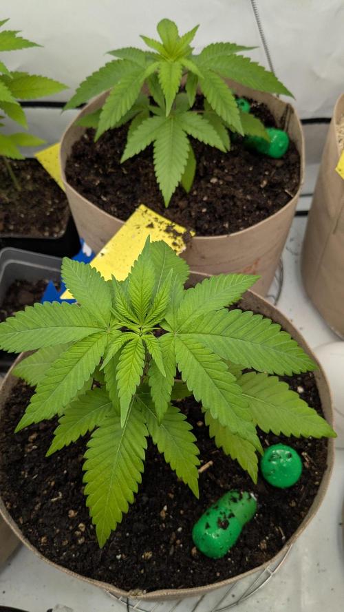 washingmachine/enemyofthestate/permanent. Week 5