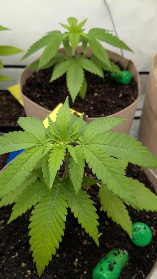 washingmachine/enemyofthestate/permanent. Week 5