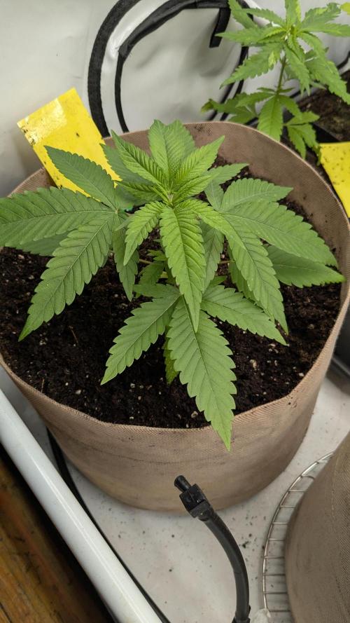 washingmachine/enemyofthestate/permanent. Week 5