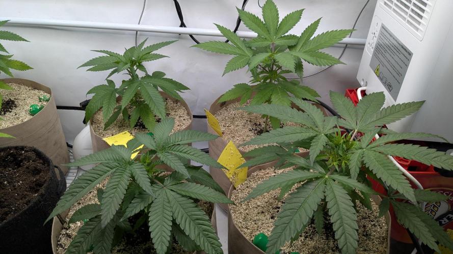 washingmachine/enemyofthestate/permanent. Week 6