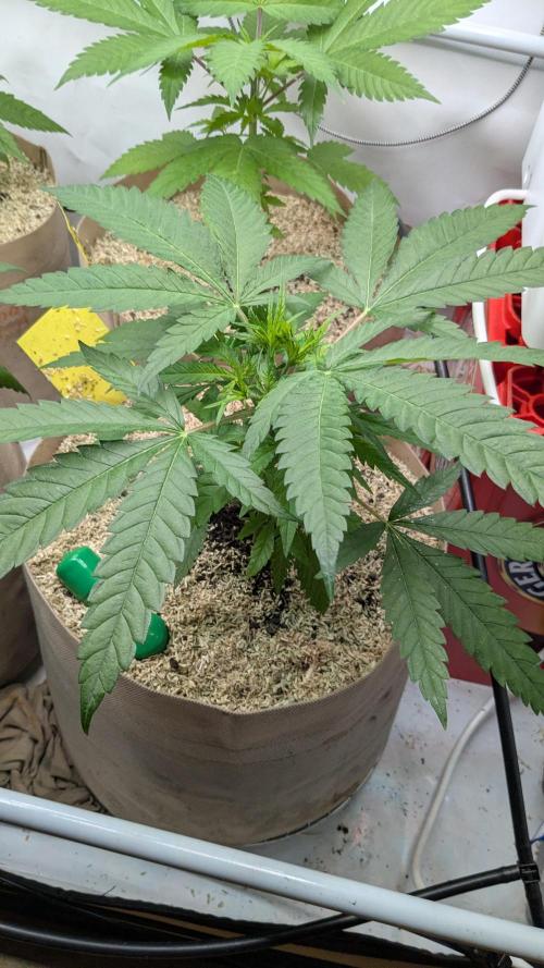 washingmachine/enemyofthestate/permanent. Week 6